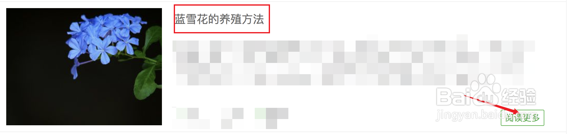 蓝雪花的养殖方法