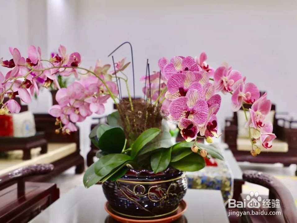 蝴蝶兰的养殖方法和注意事项
