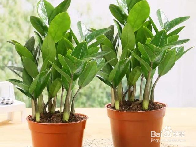 金钱树的养殖方法和注意事项