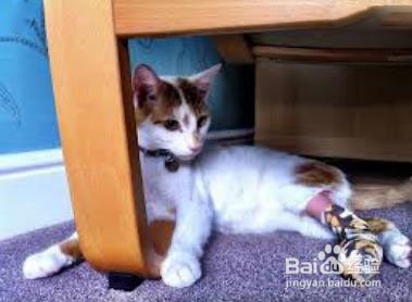 小猫爪子抓破了怎么办