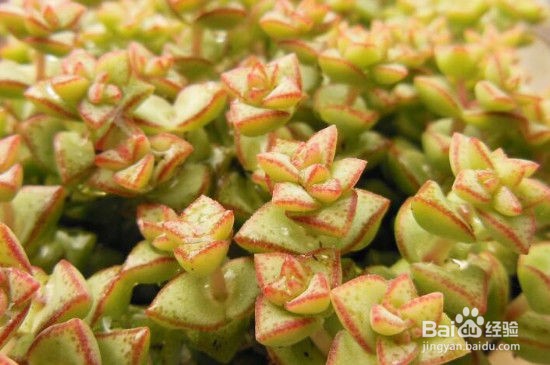 多肉植物招飞虫的解决办法