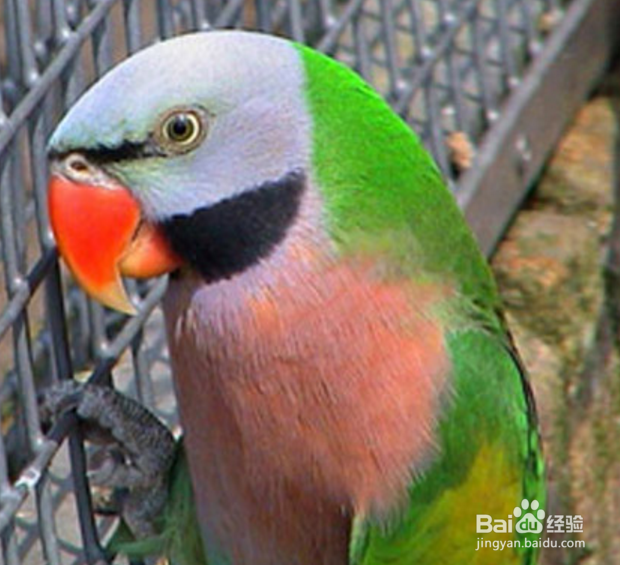 大绯胸鹦鹉怎么养