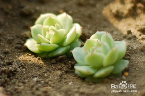 多肉换盆注意事项