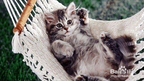 豆腐猫砂怎么制作