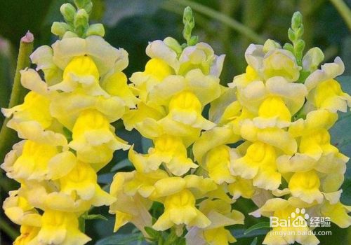 如何种植金鱼草 百度经验