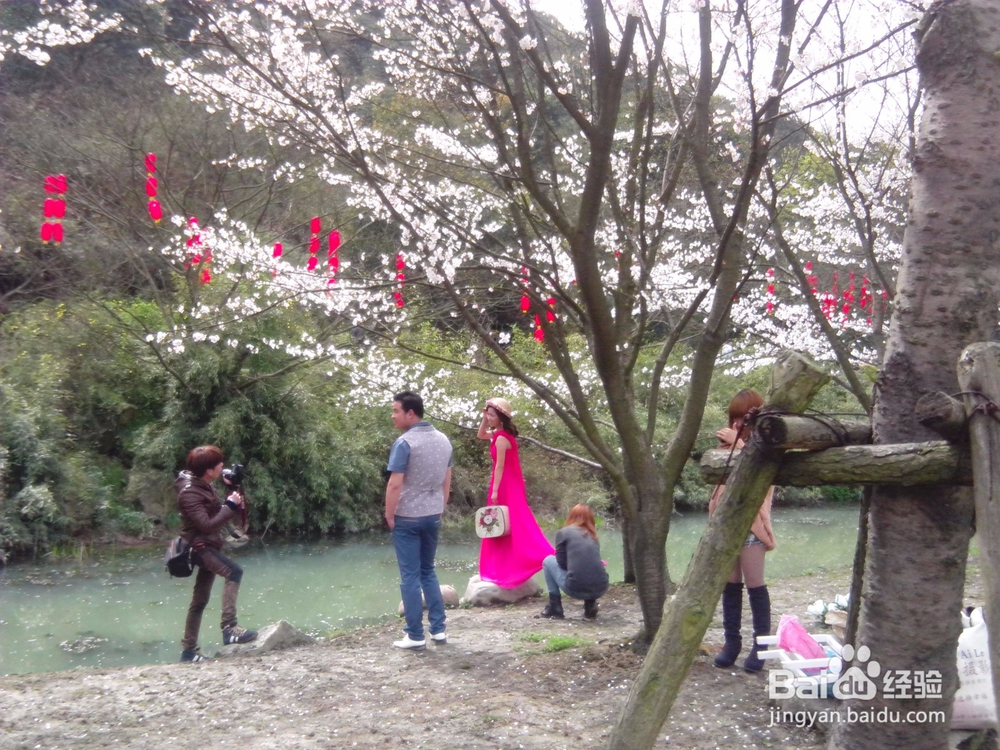古城绍兴游览体验之宛委山樱花