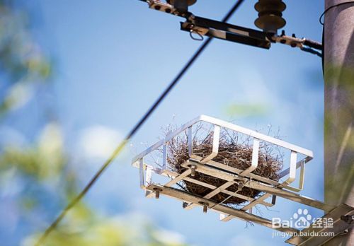电线杆上人工鸟巢的作用