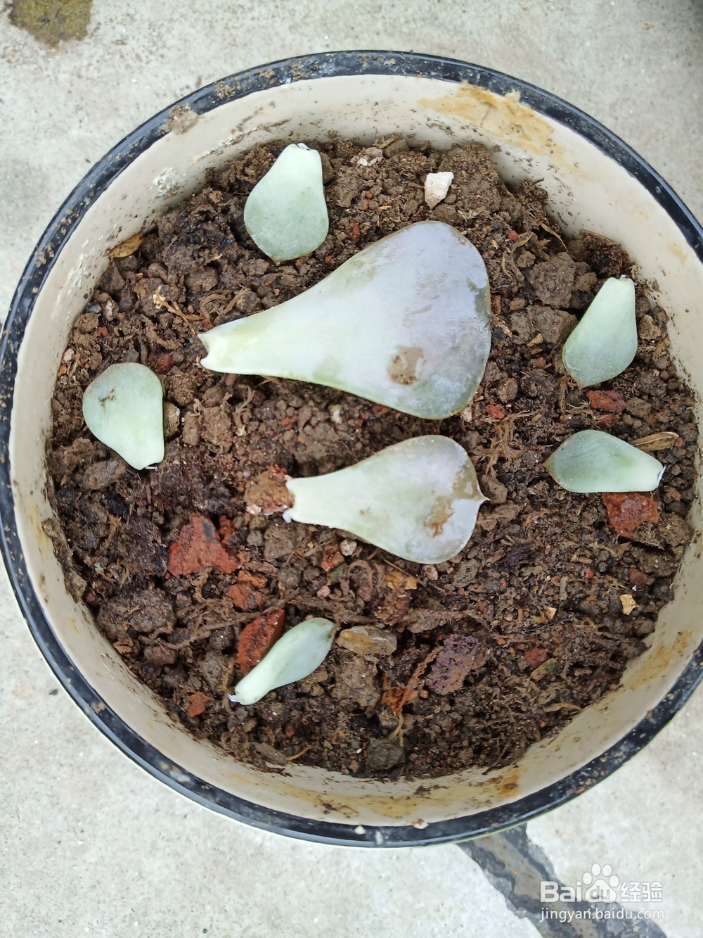 多肉植物烂根如何补救?