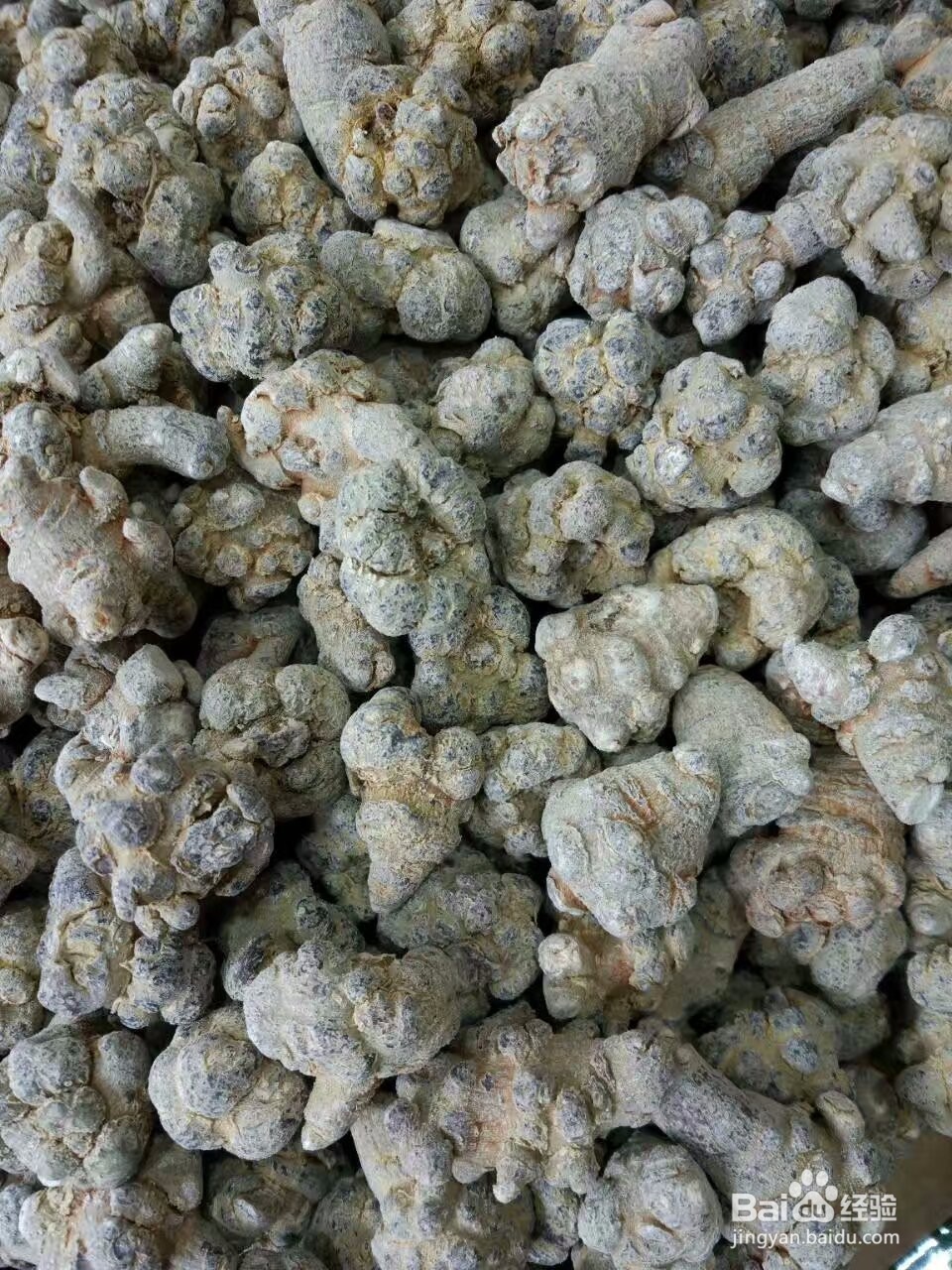 三七烘干机的一些使用心得以及田七采摘加工工艺
