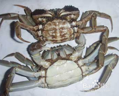 如何判断大闸蟹假死