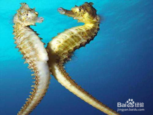 海马是怎么繁殖后代的