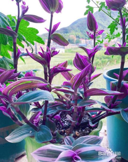 油画吊兰夏天怎么养