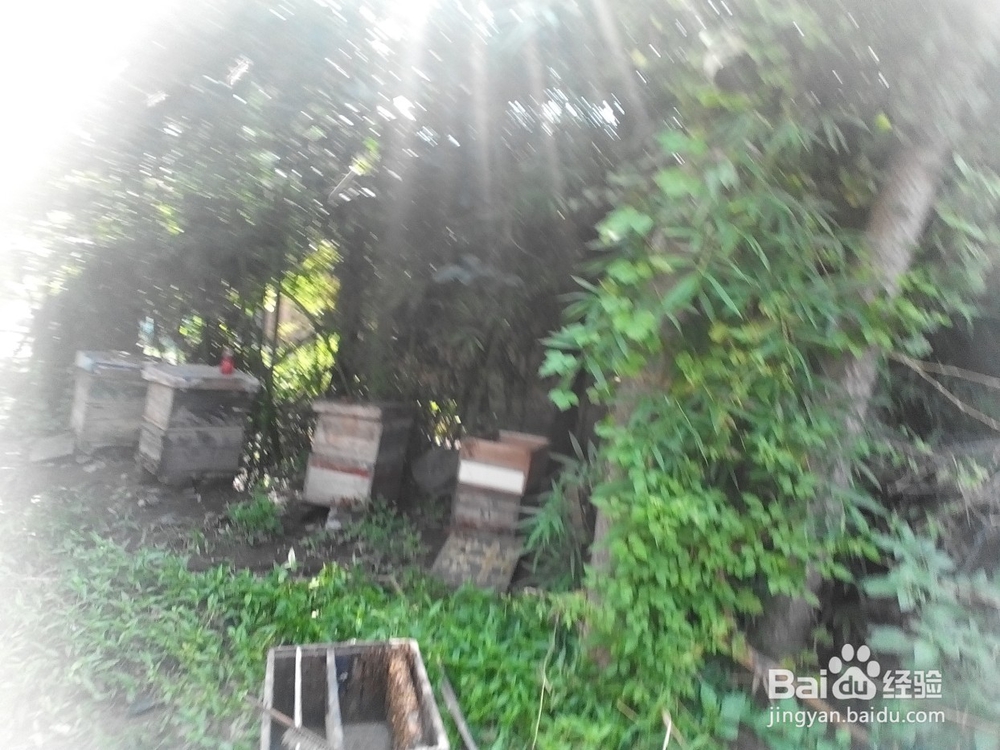 逃离蜂窝的蜜蜂怎么样捉回