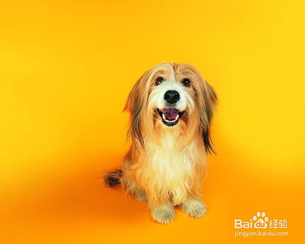 邵阳怎么选择宠物美容学校