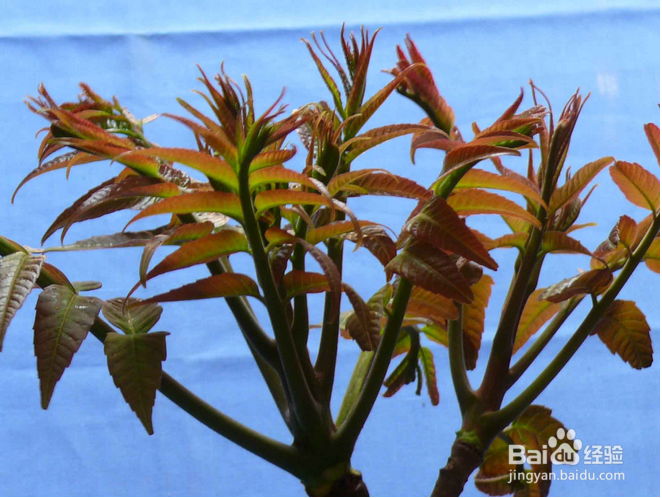 春夏季节清火的几种食物