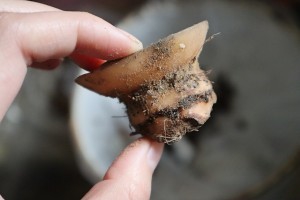 教你怎么做牛蒡祛痘汤