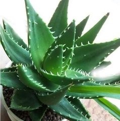 适合种植在室内的花草