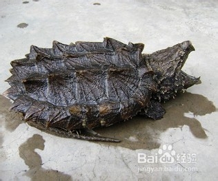 如何防止鳄龟自相残杀