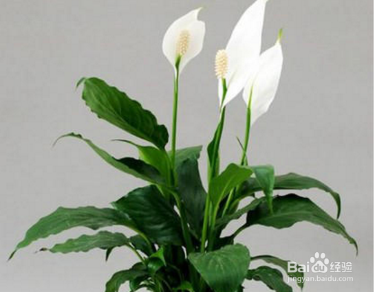 绿巨人的养殖方法