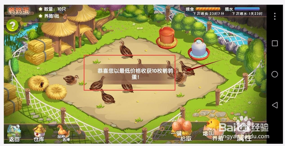 一乙农场签到红包收鹌鹑蛋，给鹌鹑喂食除便喂水