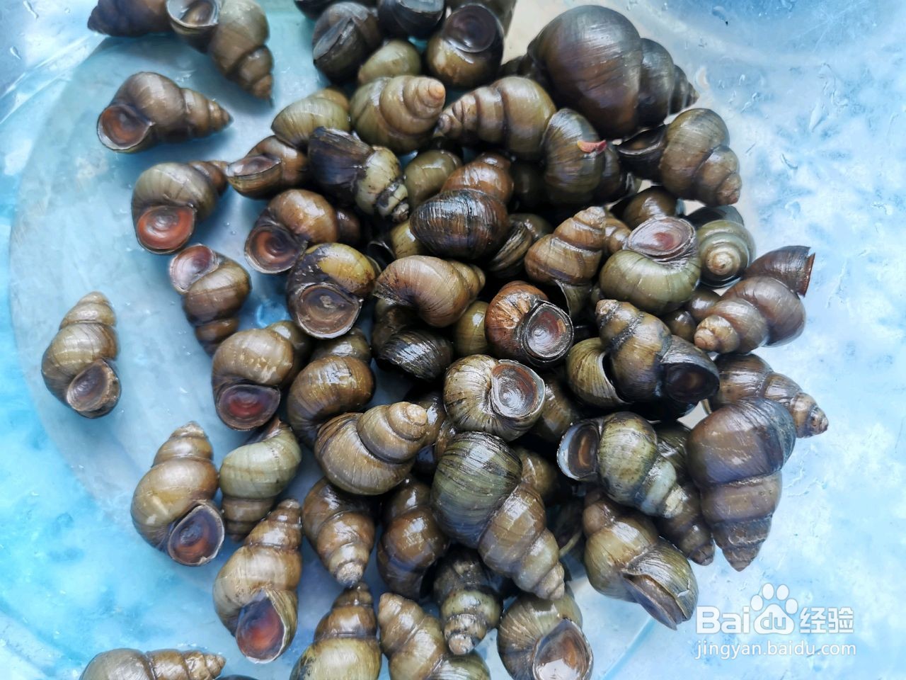 螺蛳头炒韭菜的做法