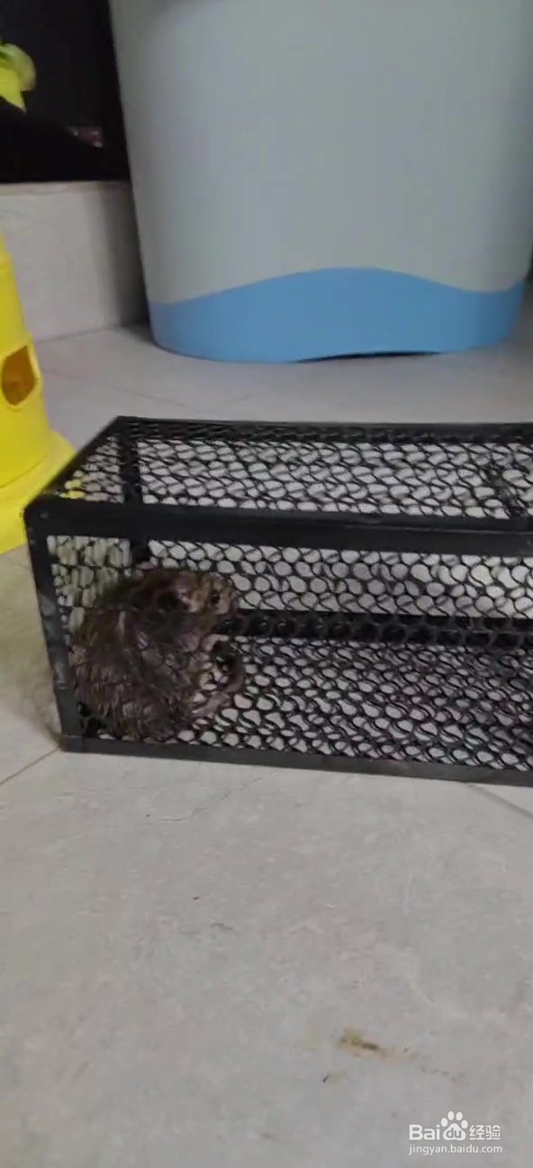 怎么消灭家里的老鼠