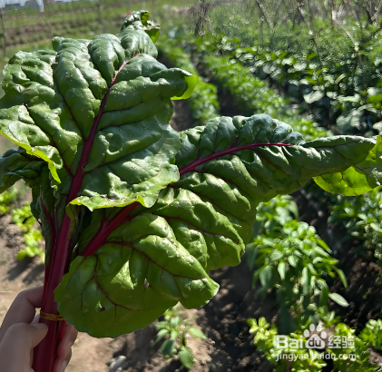 阿胶、红枣、红糖不补血?