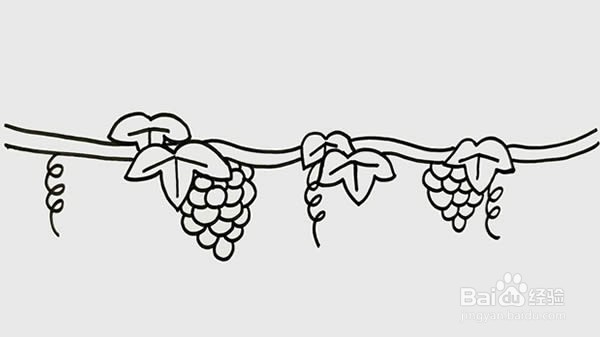 葡萄树怎么画