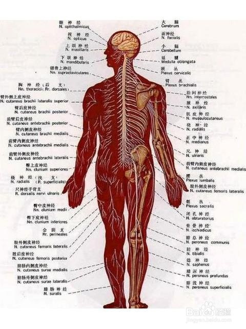 如何科学减肥