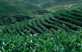 茶名翻译的方法