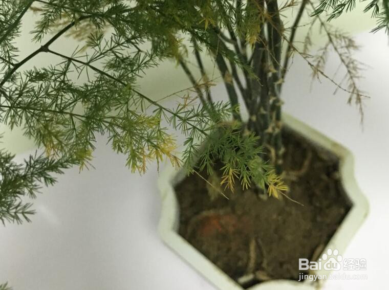 文竹怎么爆盆