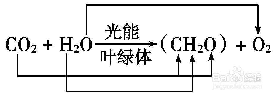 绿色植物光合作用