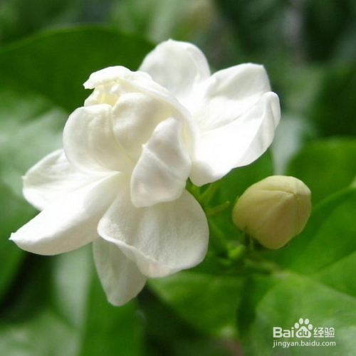 茉莉叶子枯萎掉落的原因和解决措施有哪些？