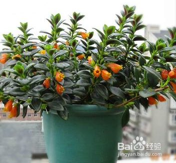 如何养护金鱼吊兰