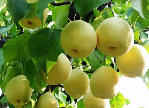 怎样安排月潭温泉度假村线路