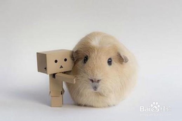 可爱又好样的宠物排行榜了解一下