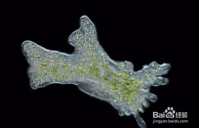 如何培育变形虫