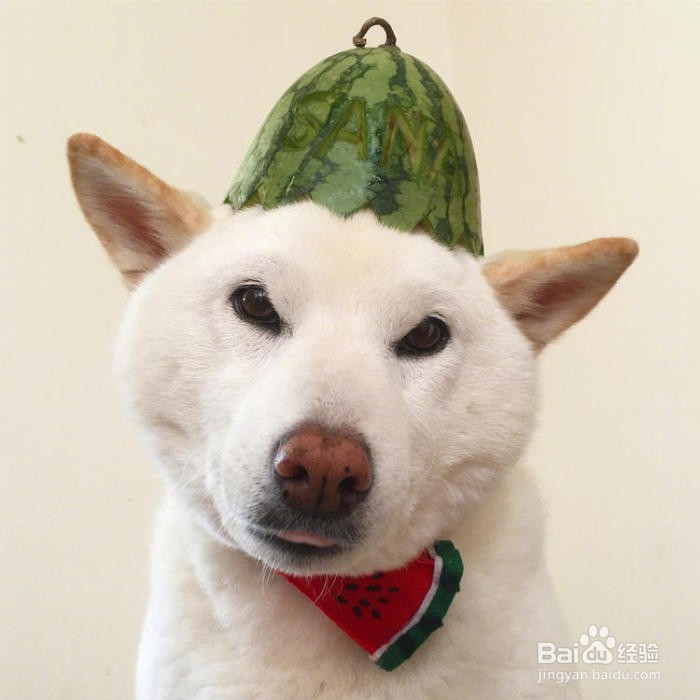 <b>狗狗吃水果，需要注意什么</b>