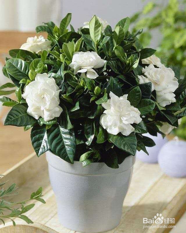 养一盆就能让家里满室生香!