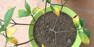 花的叶子为什么变黄