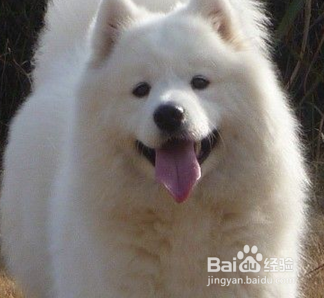 教你萨摩的训练方法