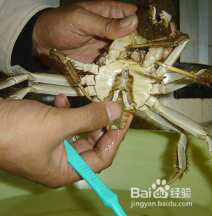 螃蟹要怎么清洗
