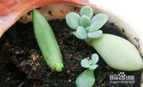 为何多肉植物叶插出来的小苗生长慢 百度经验