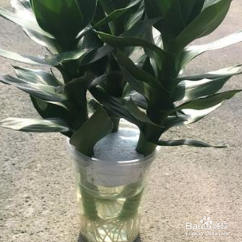 水培绿萝水里放点盐