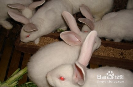 小白兔如何饲养