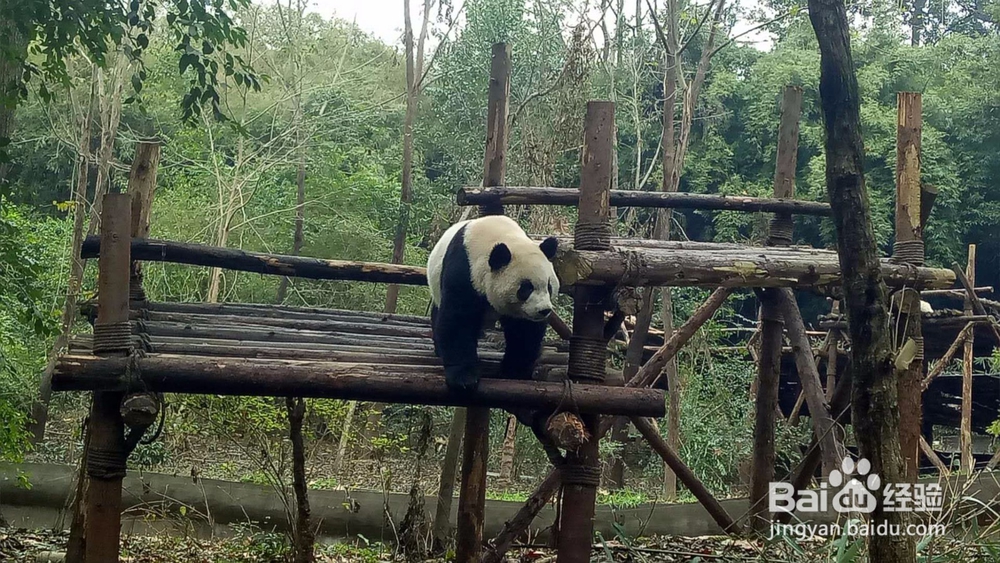成都熊猫基地一游