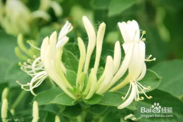 金银花烘干机的生产效果金银花热泵烘干机的应用
