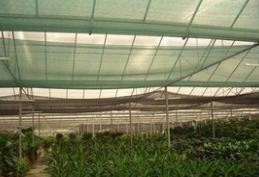 遮阳网覆盖技术在夏季蔬菜花卉生产上的应用