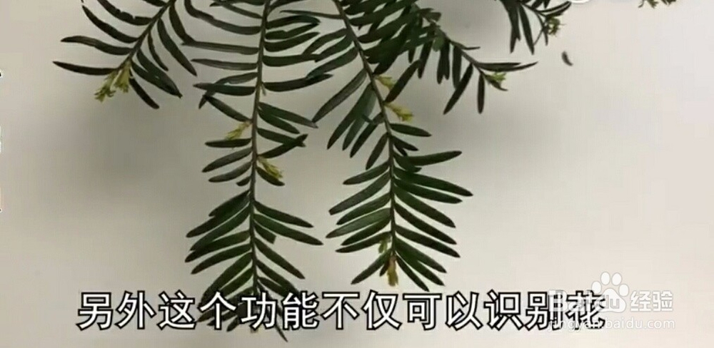 怎样利用微信来识别花草