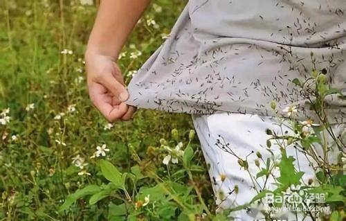 苍耳传播种子的方法是什么